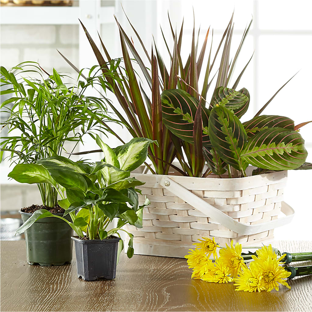 Florist Designed Blooming and Green Plants in a Basket – Flowers By Van Brunt, Long Branch NJ
