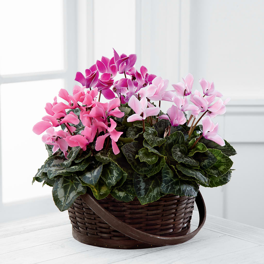 Mixed Cyclamen Planter – Flowers By Van Brunt, Long Branch NJ
