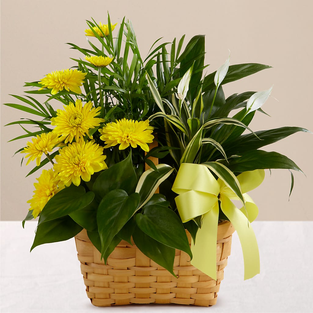 Loving Light Dishgarden – Flowers By Van Brunt, Long Branch NJ