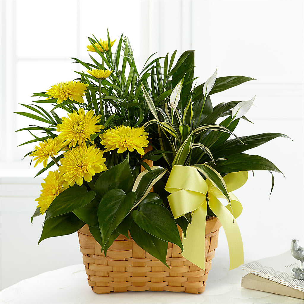 Loving Light Dishgarden – Flowers By Van Brunt, Long Branch NJ