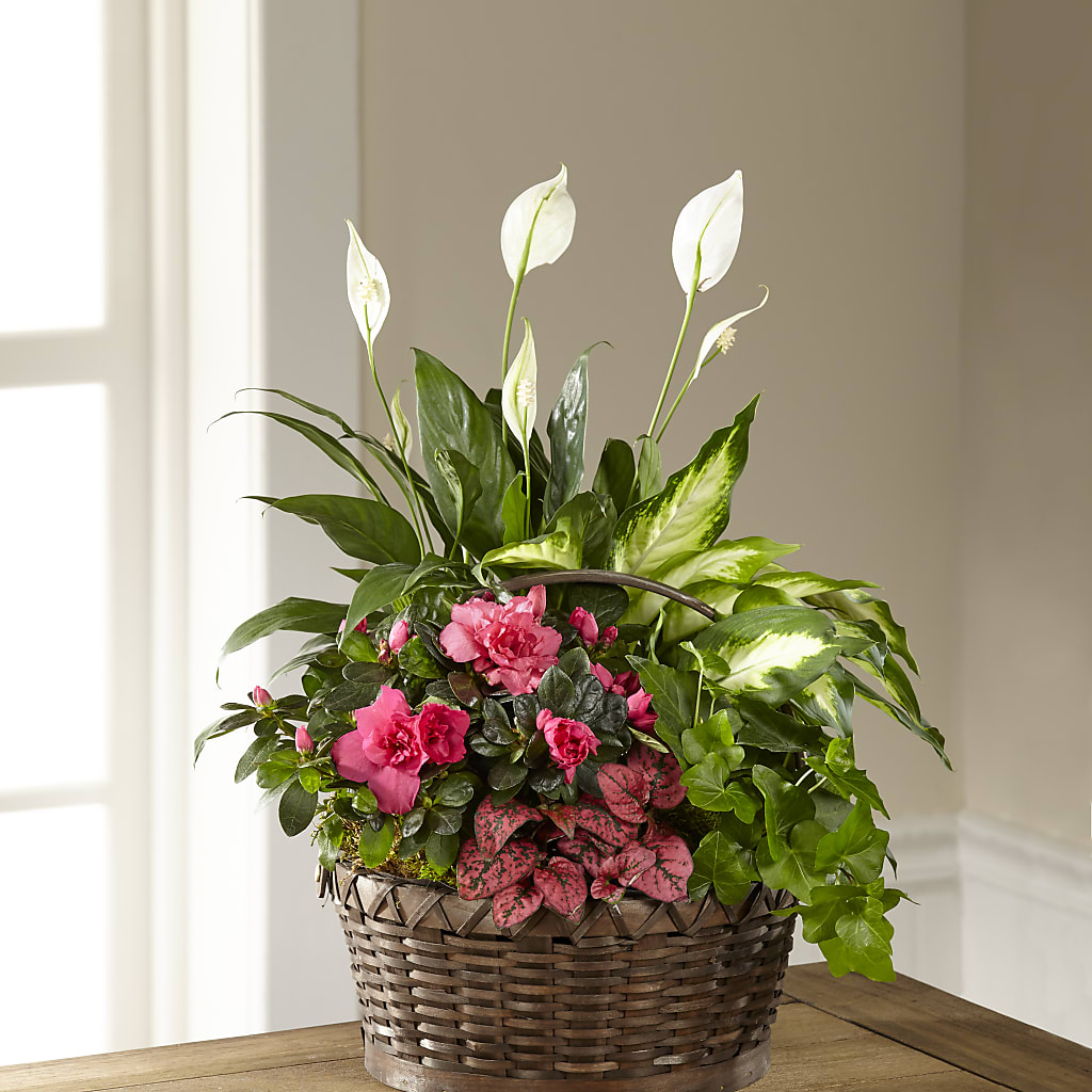 Dream in Pink Dishgarden – Flowers By Van Brunt, Long Branch NJ