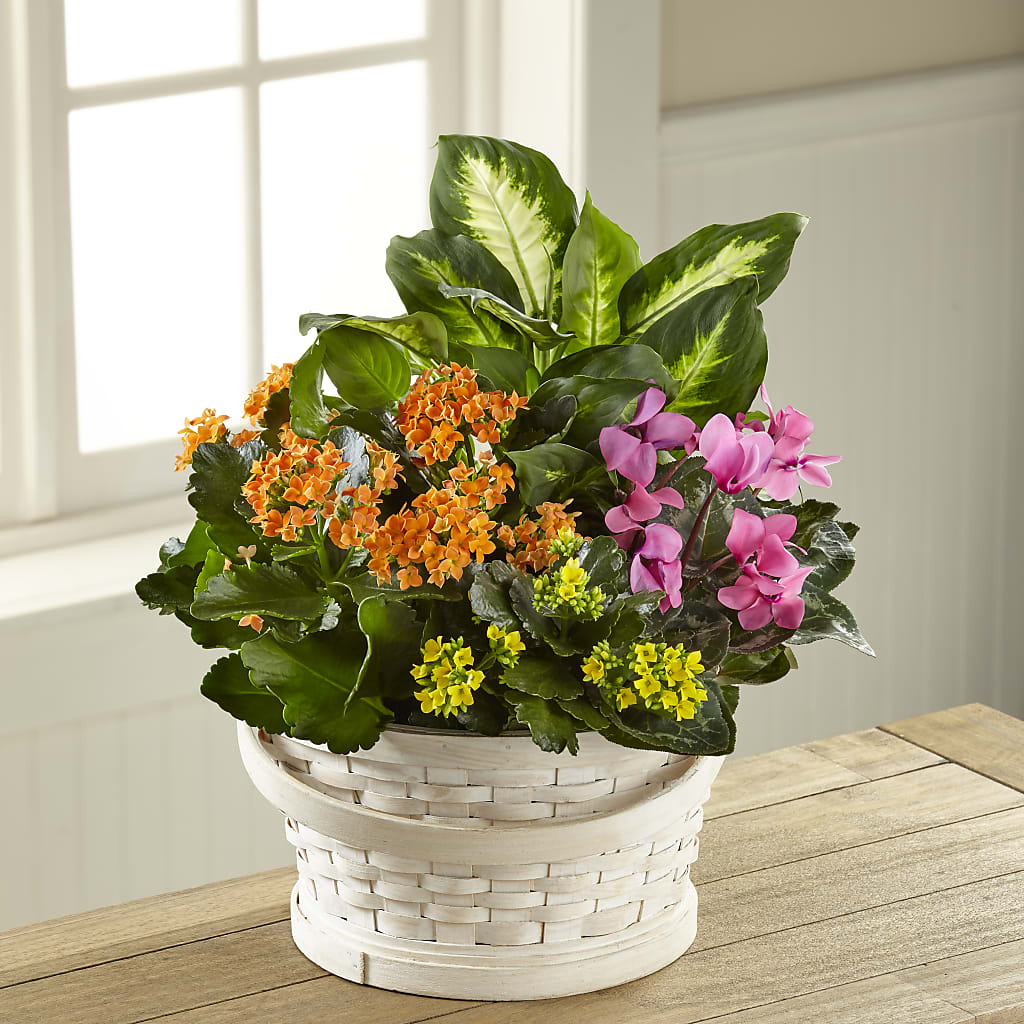 Color Crush Dishgarden – Flowers By Van Brunt, Long Branch NJ