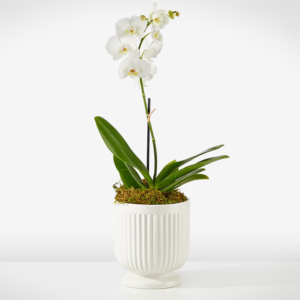 Whispering White Orchid – Flowers By Van Brunt, Long Branch NJ