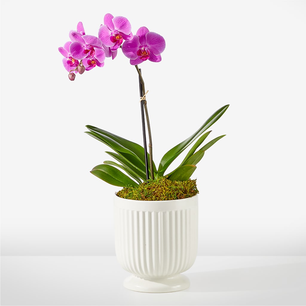 Friendly Fuchsia Orchid – Flowers By Van Brunt, Long Branch NJ