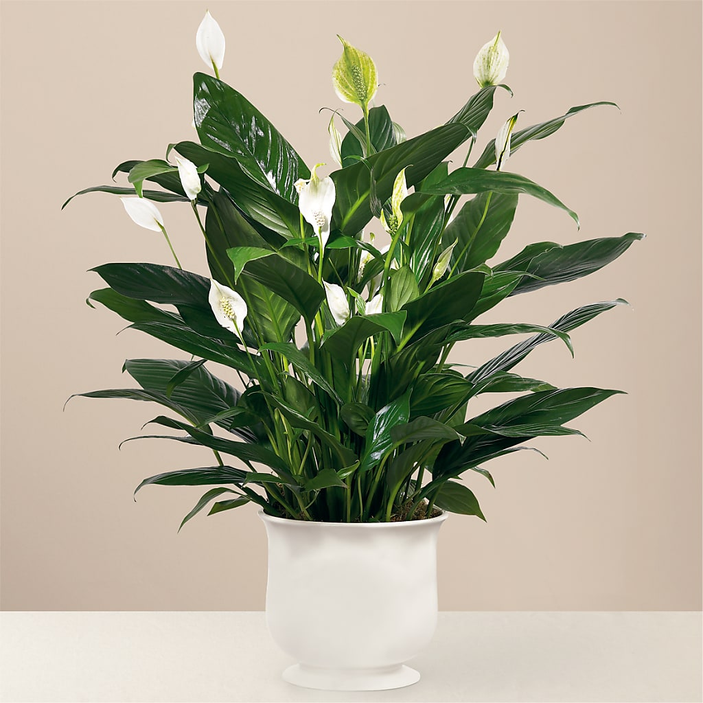 Comfort Planter – Flowers By Van Brunt, Long Branch NJ