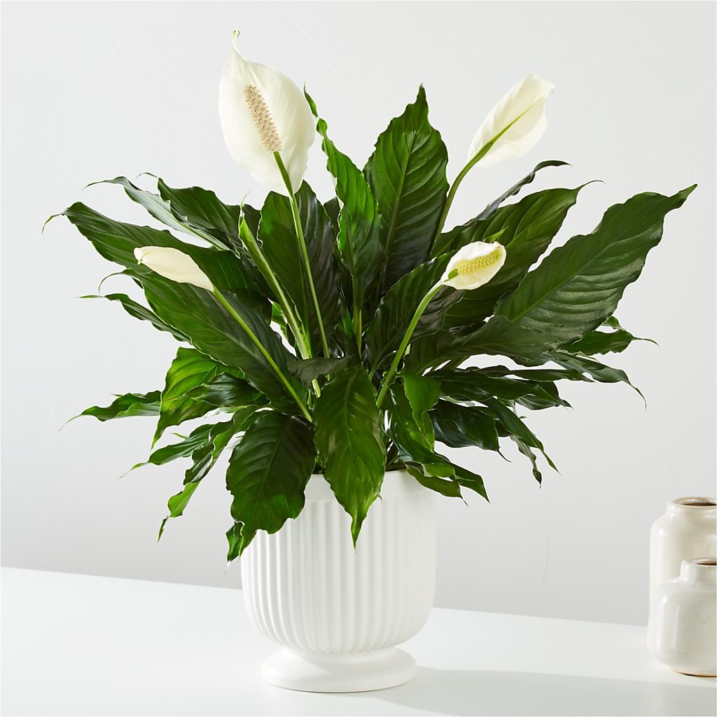 Comfort Planter – Flowers By Van Brunt, Long Branch NJ