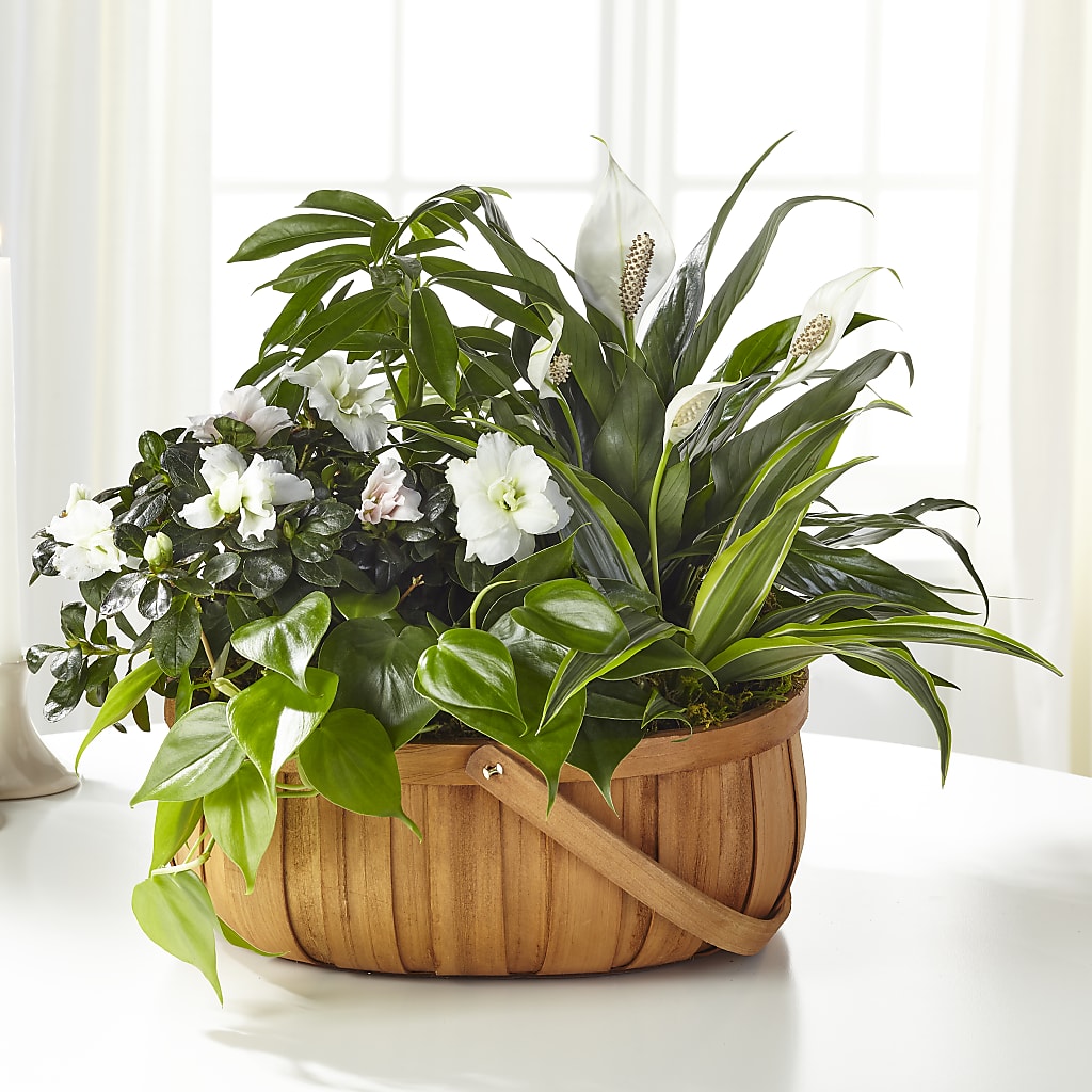 Serene Dishgarden – Flowers By Van Brunt, Long Branch NJ