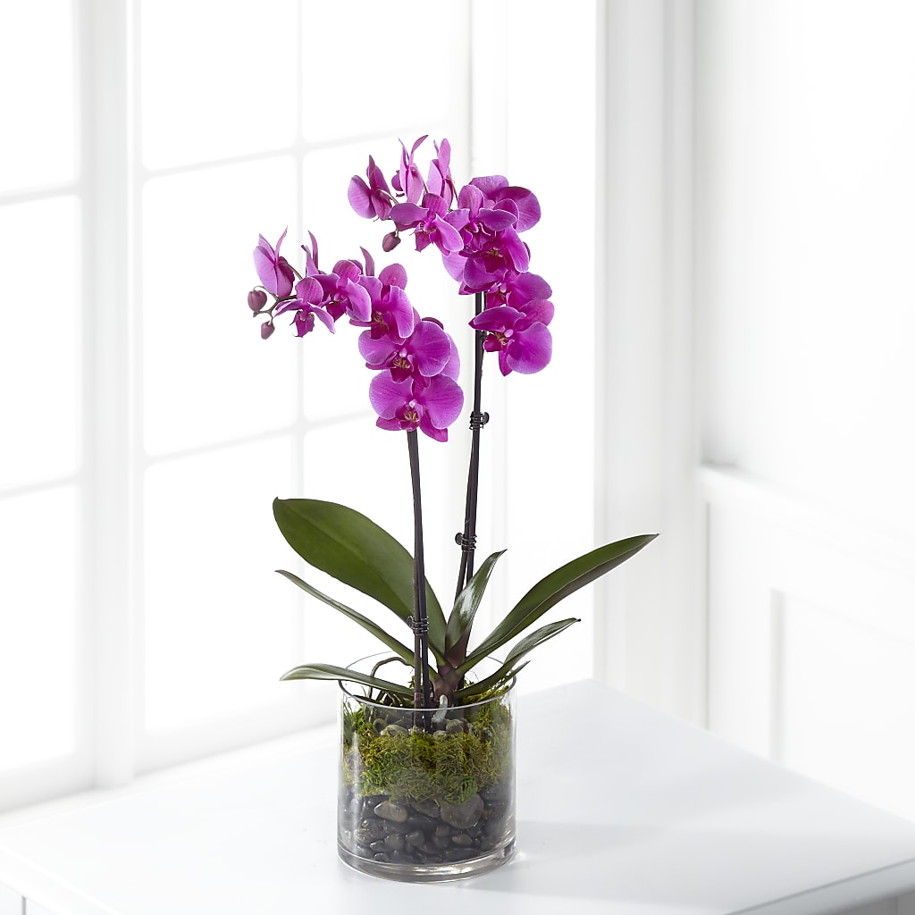 Pink Orchid Plant – Flowers By Van Brunt, Long Branch NJ