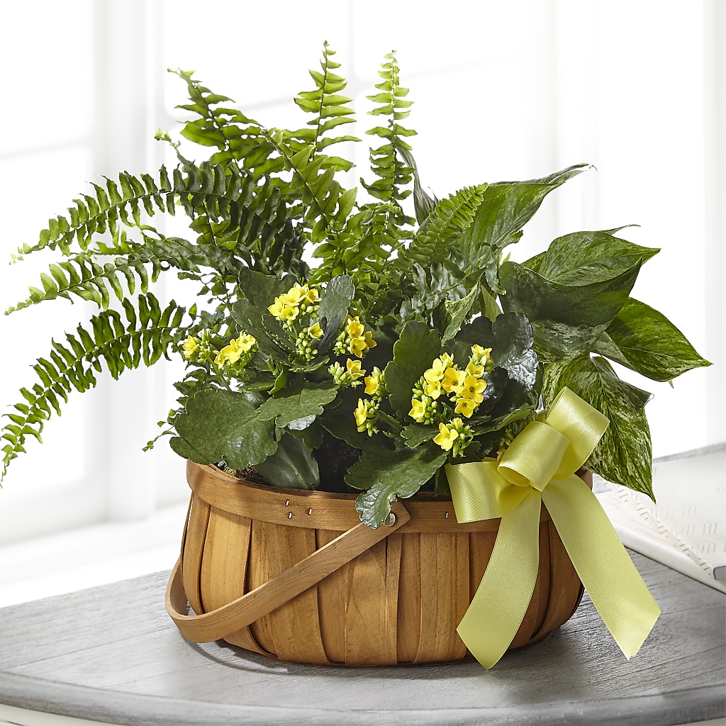 Always Dear Dishgarden – Flowers By Van Brunt, Long Branch NJ