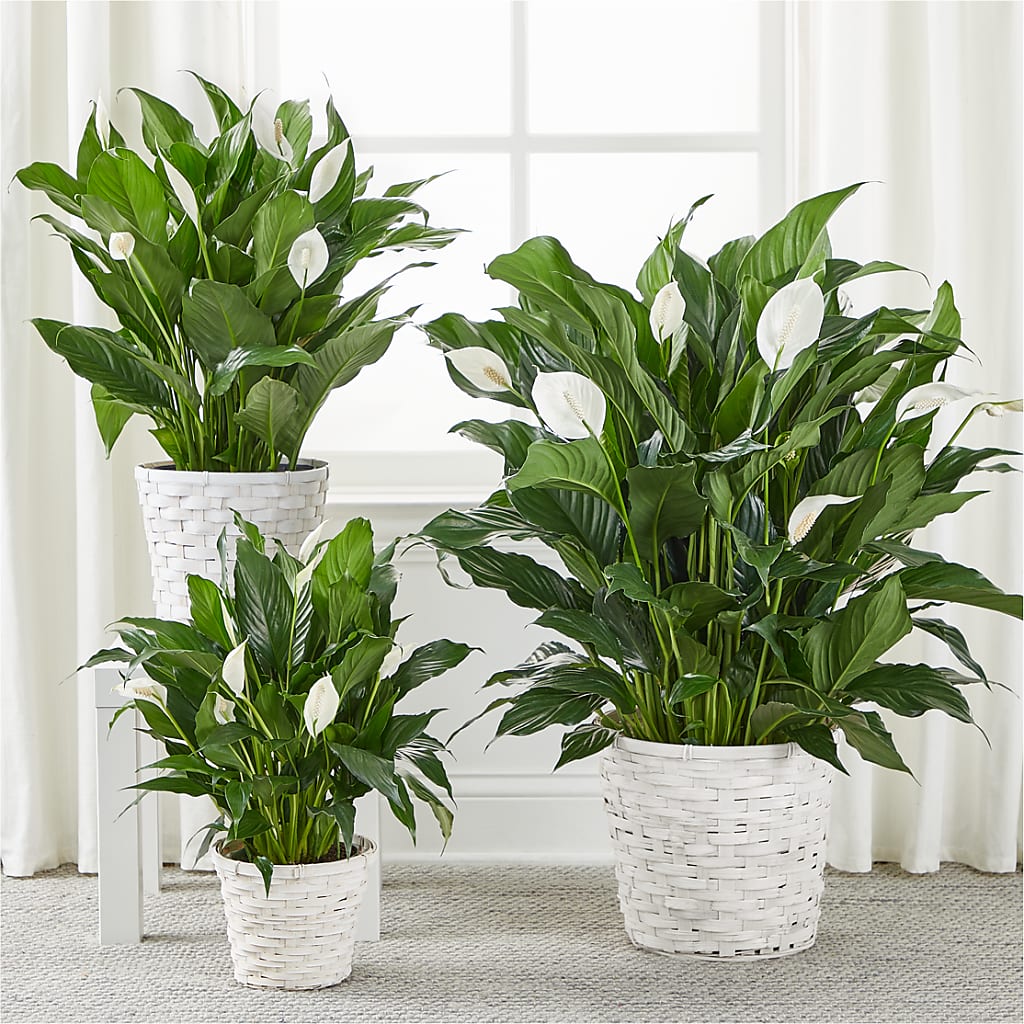 A New Leaf Peace Lily – Flowers By Van Brunt, Long Branch NJ