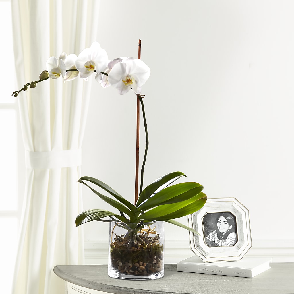 White Orchid Planter – Flowers By Van Brunt, Long Branch NJ