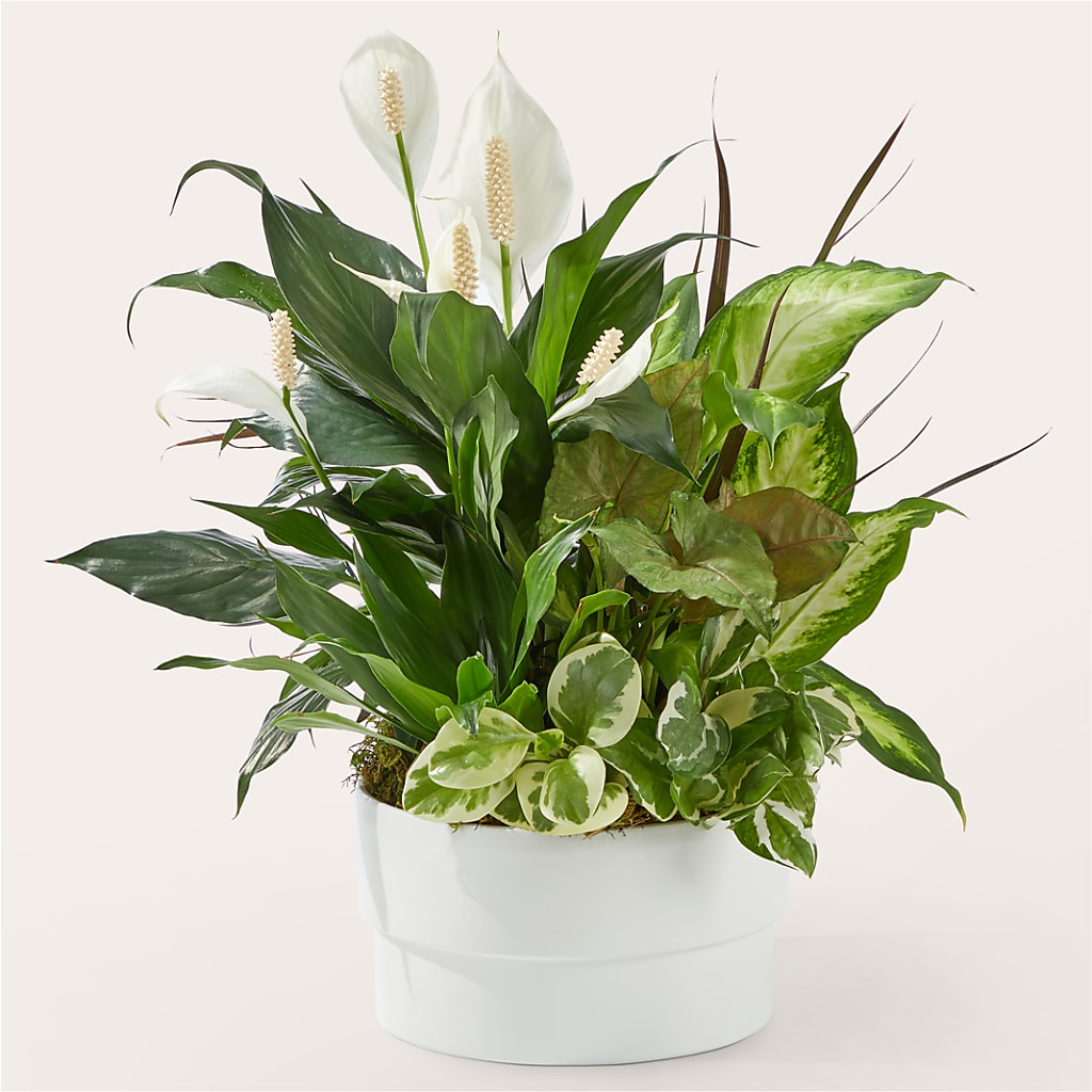 Radiating Positivity Dishgarden – Flowers By Van Brunt, Long Branch NJ