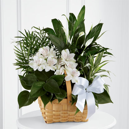 Peace & Serenity Dishgarden –  Flowers By Van Brunt, Long Branch NJ