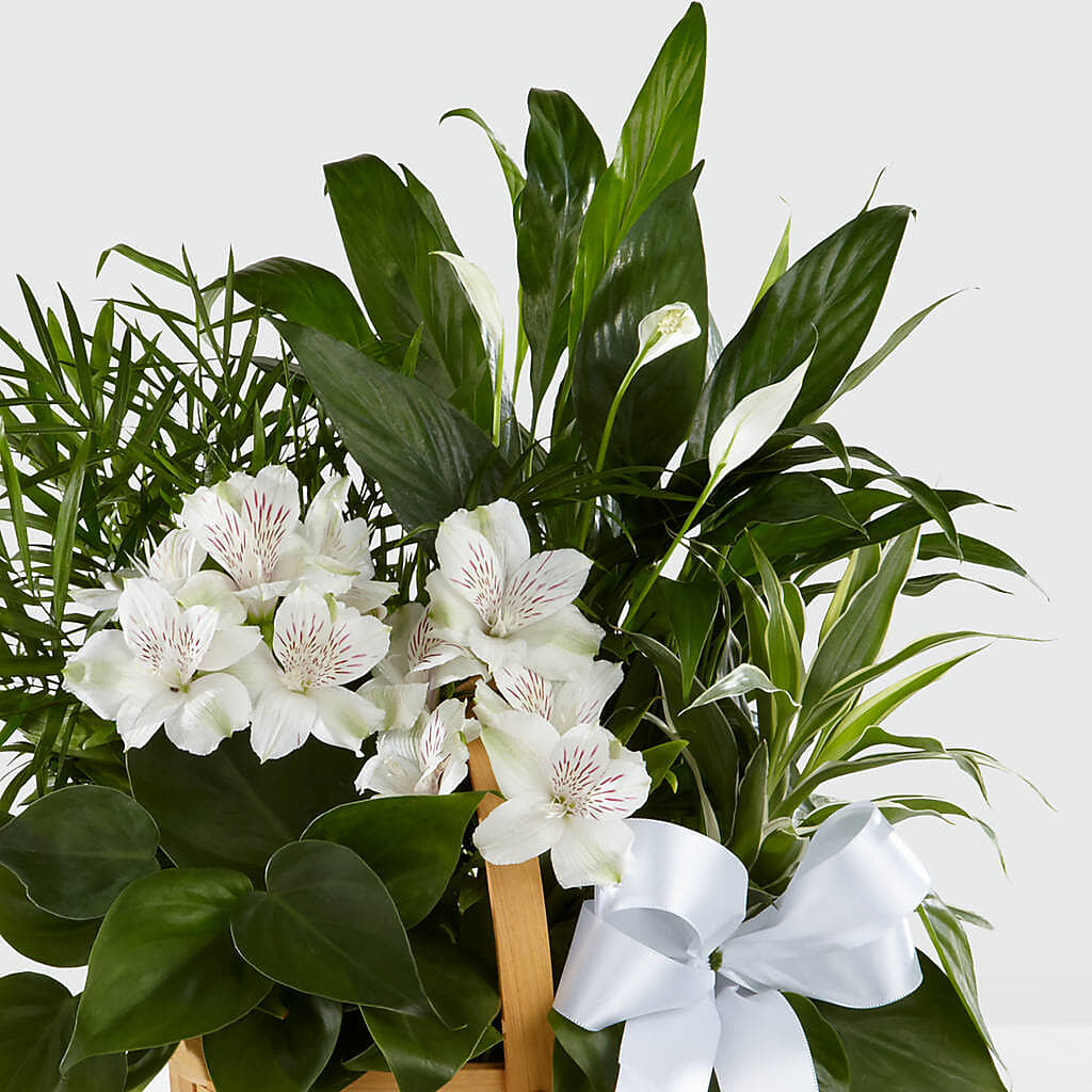 Peace & Serenity Dishgarden –  Flowers By Van Brunt, Long Branch NJ