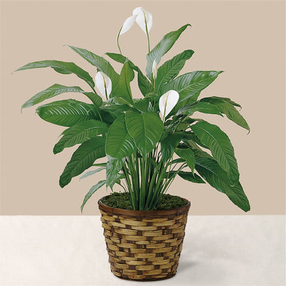 Tranquil Moments Peace Lily Plant –  Flowers By Van Brunt, Long Branch NJ