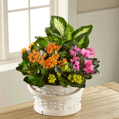 Color Crush Dishgarden –  Flowers By Van Brunt, Long Branch NJ