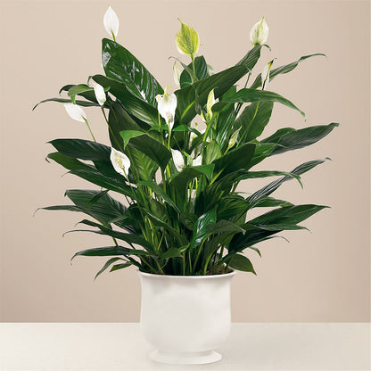 Comfort Planter –  Flowers By Van Brunt, Long Branch NJ