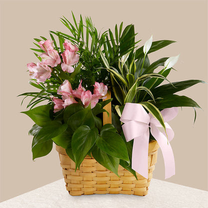 Living Spirit Dishgarden –  Flowers By Van Brunt, Long Branch NJ