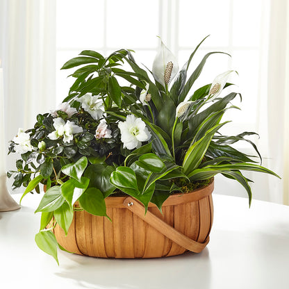 Serene Dishgarden –  Flowers By Van Brunt, Long Branch NJ