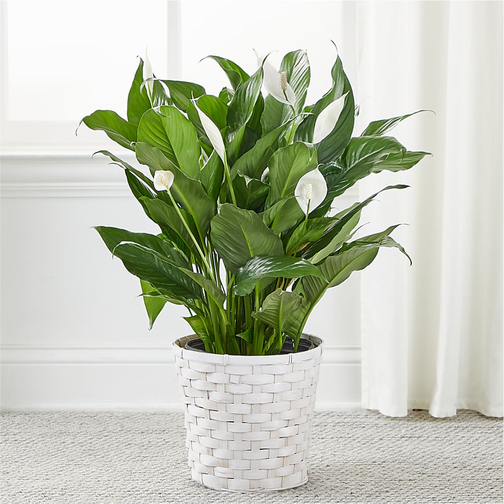 A New Leaf Peace Lily –  Flowers By Van Brunt, Long Branch NJ
