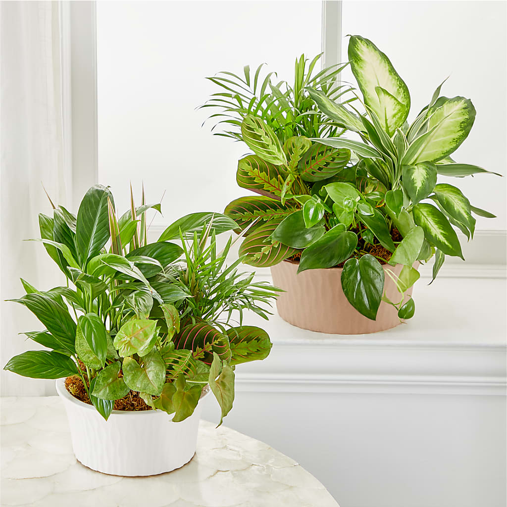 Balance & Harmony Dishgarden –  Flowers By Van Brunt, Long Branch NJ
