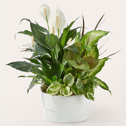 Radiating Positivity Dishgarden –  Flowers By Van Brunt, Long Branch NJ